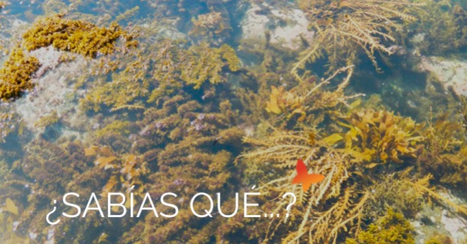 42 - 5 pasos para eliminar las algas de tu piscina - Quimipool