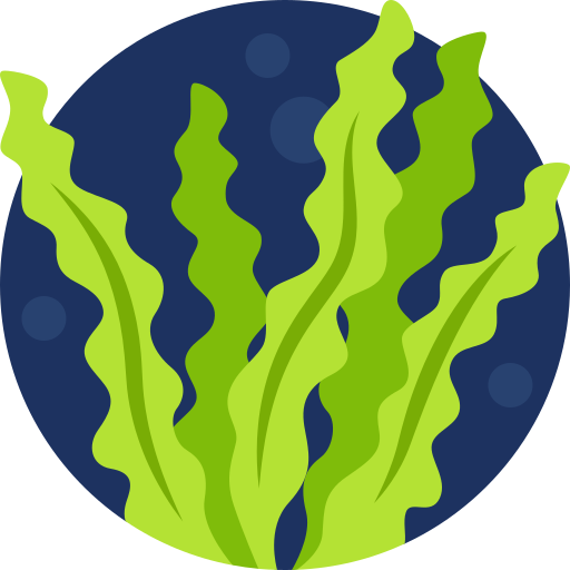 Entretien de la piscine : Anti-algues